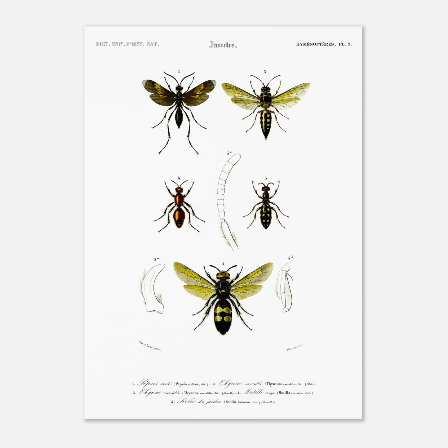Gravure d'hyménoptères : Pepsis étoilé par Charles d'Orbigny (42x59,4 cm (A2)). Gravure d'insectes, montrant plusieurs hyménoptères dont des guêpes et des fourmis, avec des détails anatomiques.