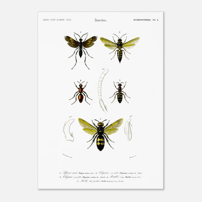 Gravure d'hyménoptères : Pepsis étoilé par Charles d'Orbigny (42x59,4 cm (A2)). Gravure d'insectes, montrant plusieurs hyménoptères dont des guêpes et des fourmis, avec des détails anatomiques.