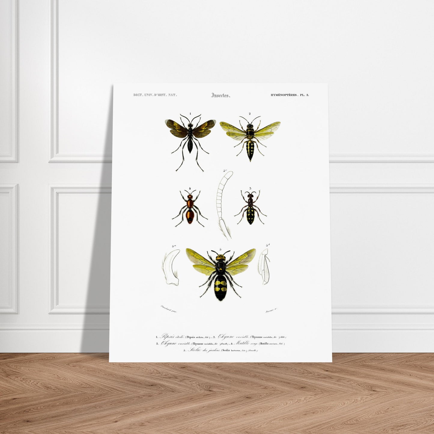 Gravure d'hyménoptères : Pepsis étoilé par Charles d'Orbigny. Gravure d'insectes, montrant plusieurs hyménoptères dont des guêpes et des fourmis, avec des détails anatomiques. Image d'illustration 5
