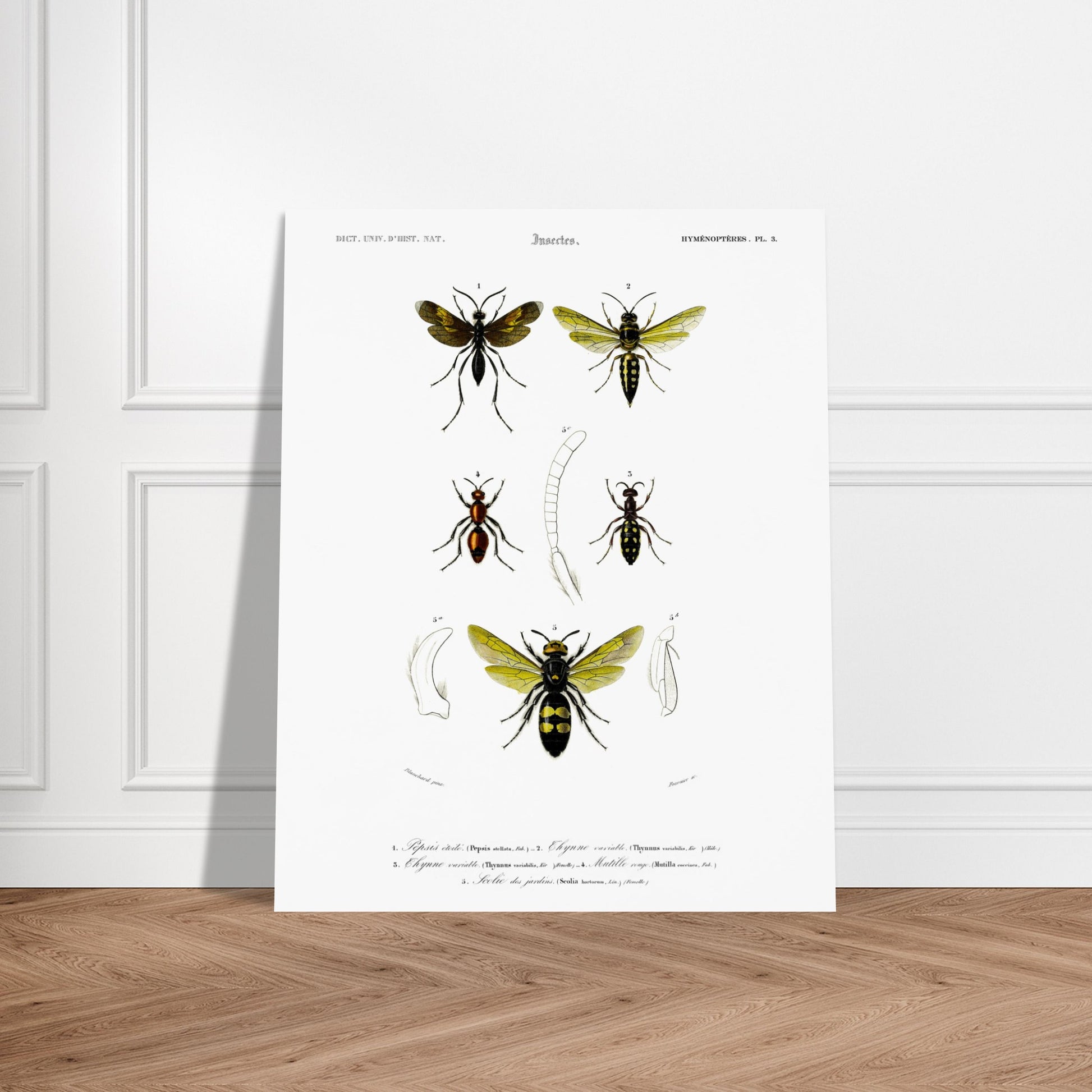Gravure d'hyménoptères : Pepsis étoilé par Charles d'Orbigny. Gravure d'insectes, montrant plusieurs hyménoptères dont des guêpes et des fourmis, avec des détails anatomiques. Image d'illustration 5