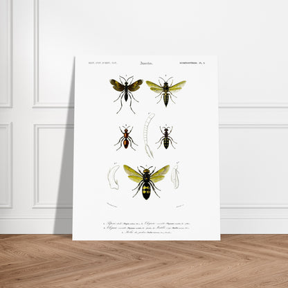 Gravure d'hyménoptères : Pepsis étoilé par Charles d'Orbigny. Gravure d'insectes, montrant plusieurs hyménoptères dont des guêpes et des fourmis, avec des détails anatomiques. Image d'illustration 5