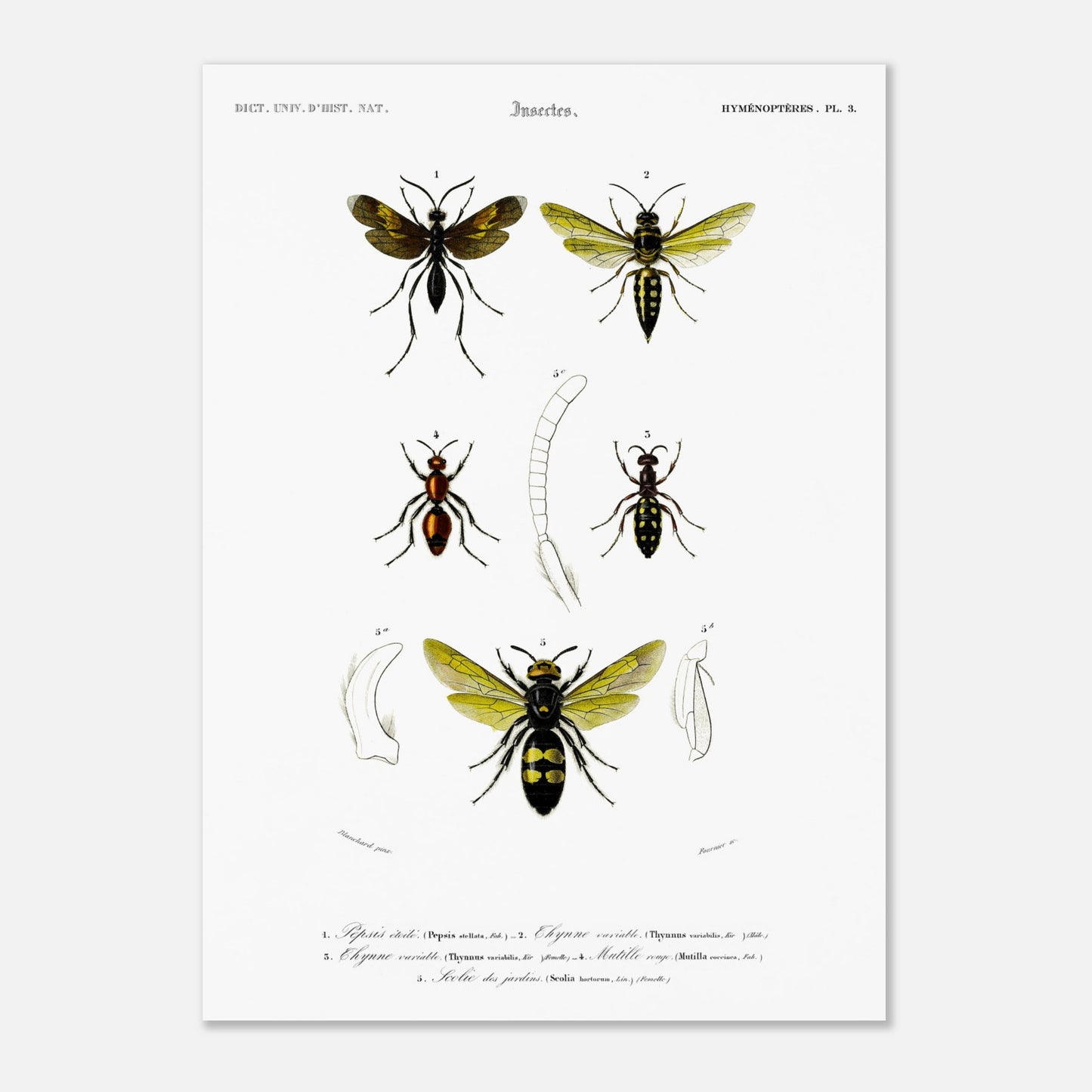 Gravure d'hyménoptères : Pepsis étoilé par Charles d'Orbigny (50x70 cm). Gravure d'insectes, montrant plusieurs hyménoptères dont des guêpes et des fourmis, avec des détails anatomiques.