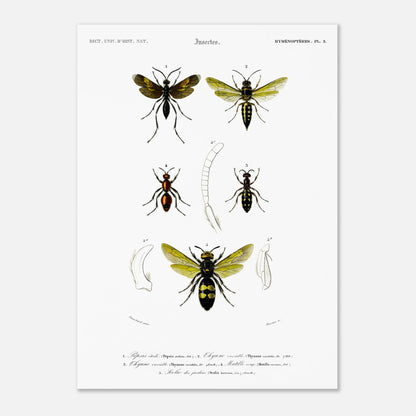 Gravure d'hyménoptères : Pepsis étoilé par Charles d'Orbigny (50x70 cm). Gravure d'insectes, montrant plusieurs hyménoptères dont des guêpes et des fourmis, avec des détails anatomiques.