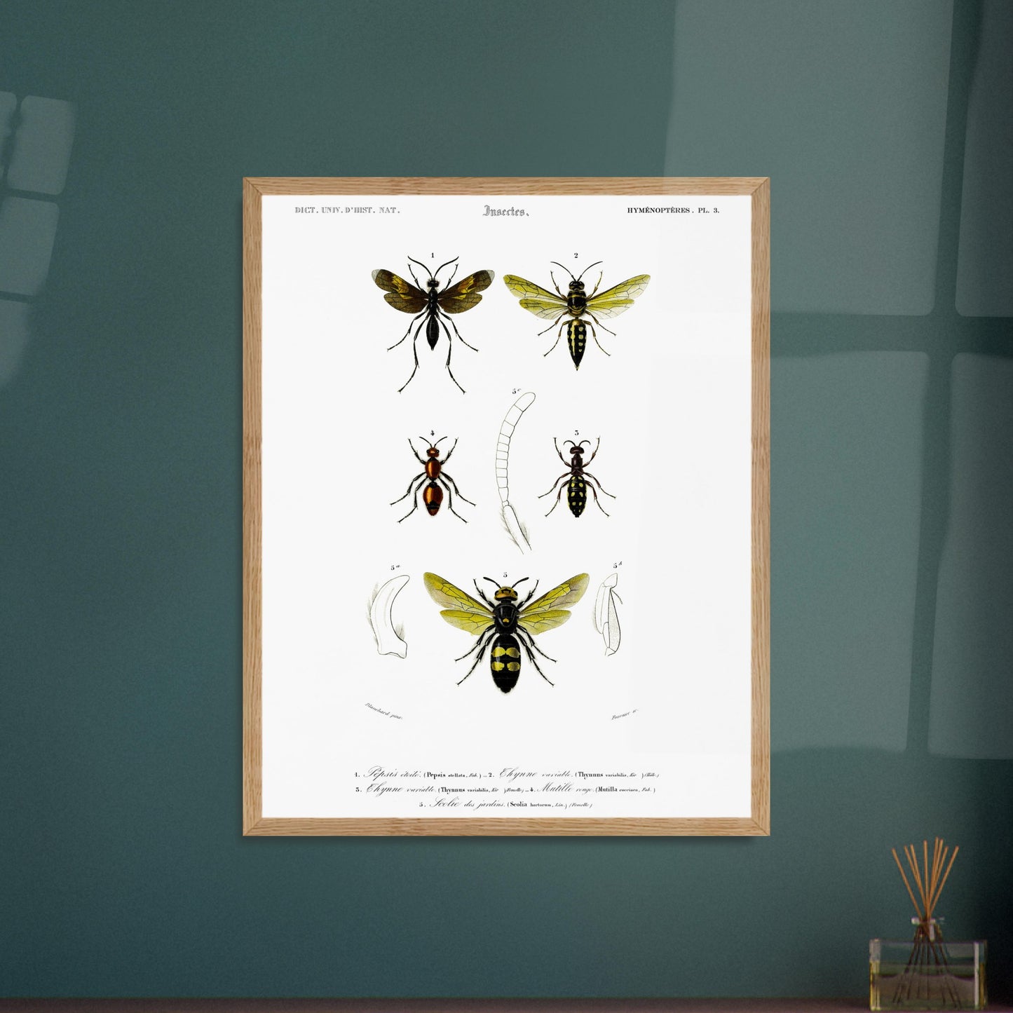 Gravure d'hyménoptères : Pepsis étoilé par Charles d'Orbigny. Gravure d'insectes, montrant plusieurs hyménoptères dont des guêpes et des fourmis, avec des détails anatomiques. Image d'illustration 6