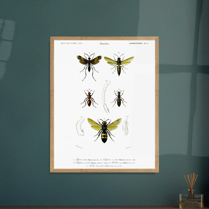Gravure d'hyménoptères : Pepsis étoilé par Charles d'Orbigny. Gravure d'insectes, montrant plusieurs hyménoptères dont des guêpes et des fourmis, avec des détails anatomiques. Image d'illustration 6