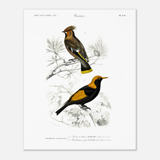 Gravure ancienne du Jaseur de Bohême et Séricule - Charles d'Orbigny (40x50 cm). Planche d'illustration naturaliste du Dictionnaire Universel d'Histoire Naturelle de Charles d'Orbigny, présentant deux oiseaux : un Jaseur de Bohême et un oiseau aux couleurs vives, le second étant identifié comme un "Sericuler prince regent".