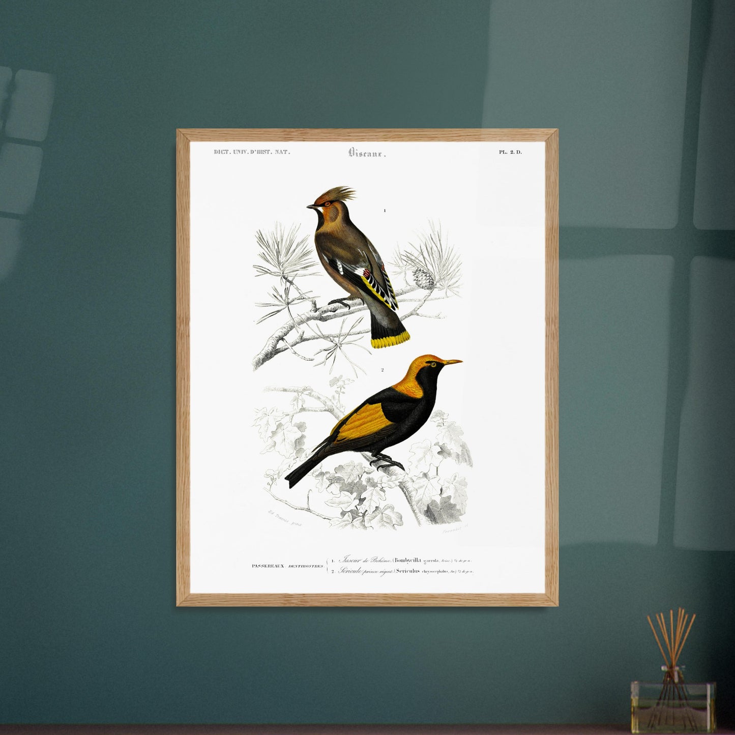 Gravure ancienne du Jaseur de Bohême et Séricule - Charles d'Orbigny. Planche d'illustration naturaliste du Dictionnaire Universel d'Histoire Naturelle de Charles d'Orbigny, présentant deux oiseaux : un Jaseur de Bohême et un oiseau aux couleurs vives, le second étant identifié comme un "Sericuler prince regent". Image d'illustration 5