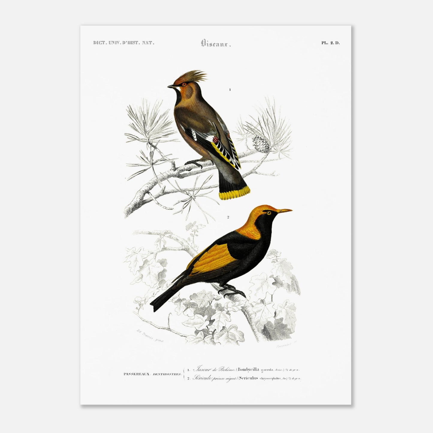 Gravure ancienne du Jaseur de Bohême et Séricule - Charles d'Orbigny (50x70 cm). Planche d'illustration naturaliste du Dictionnaire Universel d'Histoire Naturelle de Charles d'Orbigny, présentant deux oiseaux : un Jaseur de Bohême et un oiseau aux couleurs vives, le second étant identifié comme un "Sericuler prince regent".
