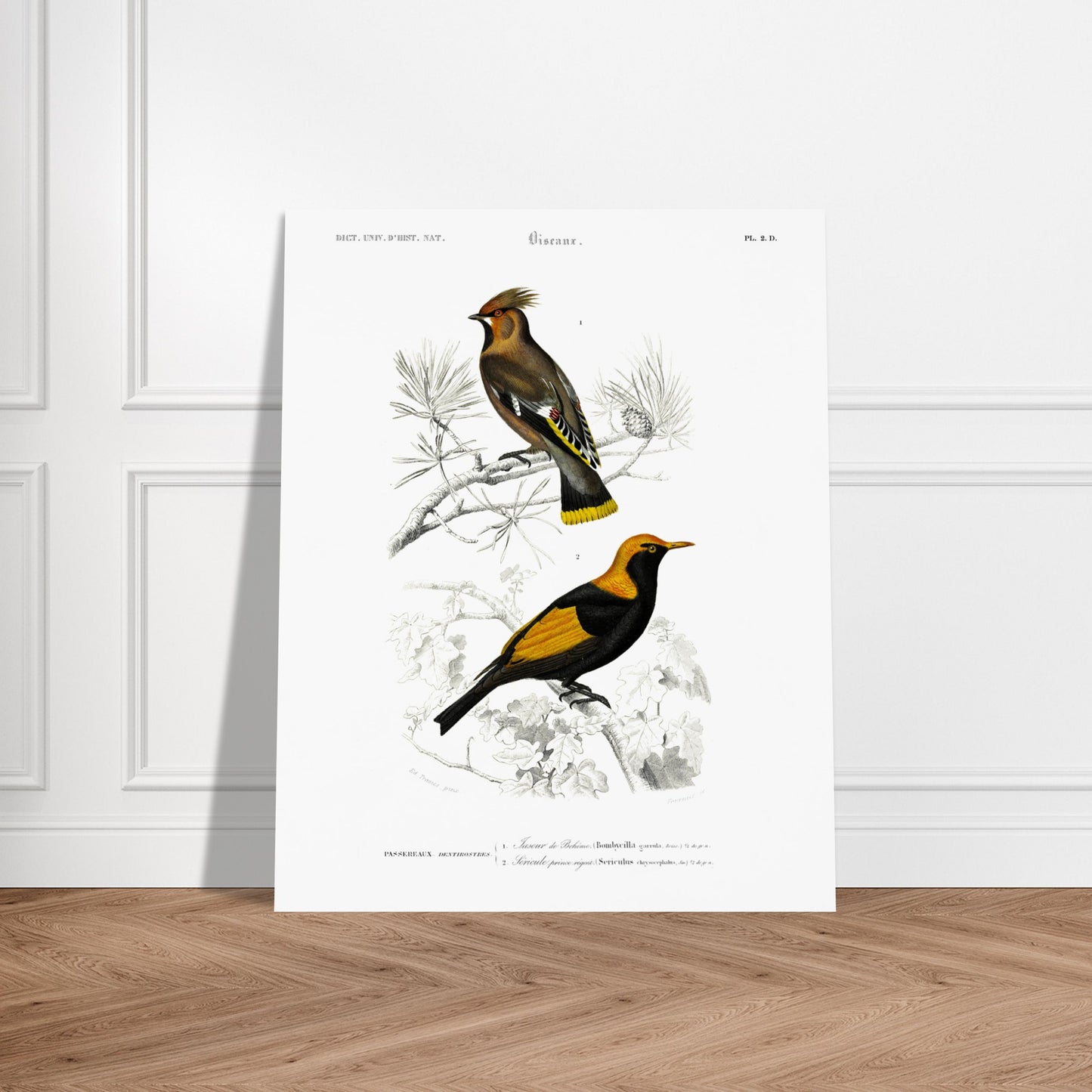 Gravure ancienne du Jaseur de Bohême et Séricule - Charles d'Orbigny. Planche d'illustration naturaliste du Dictionnaire Universel d'Histoire Naturelle de Charles d'Orbigny, présentant deux oiseaux : un Jaseur de Bohême et un oiseau aux couleurs vives, le second étant identifié comme un "Sericuler prince regent". Image d'illustration 6
