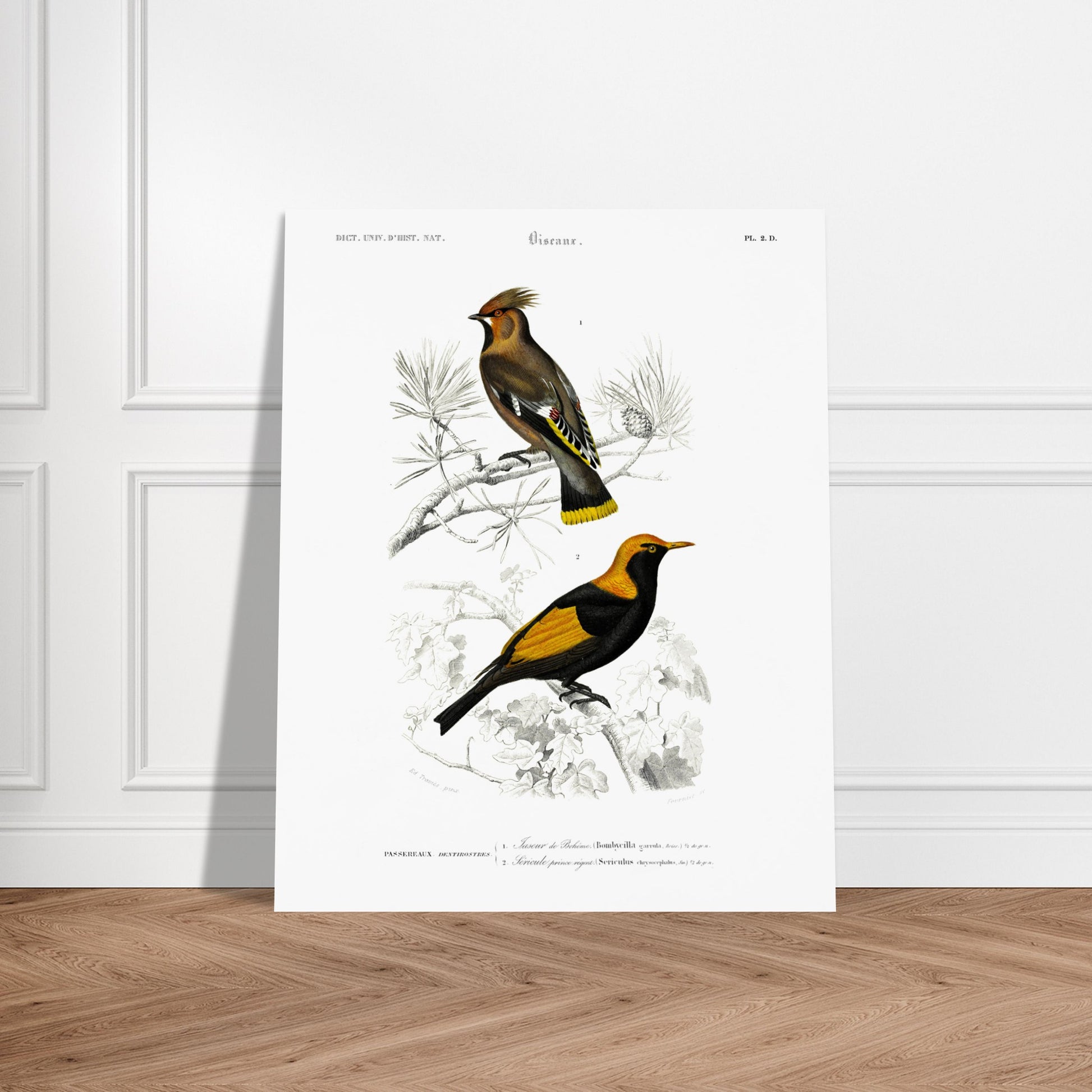 Gravure ancienne du Jaseur de Bohême et Séricule - Charles d'Orbigny. Planche d'illustration naturaliste du Dictionnaire Universel d'Histoire Naturelle de Charles d'Orbigny, présentant deux oiseaux : un Jaseur de Bohême et un oiseau aux couleurs vives, le second étant identifié comme un "Sericuler prince regent". Image d'illustration 6