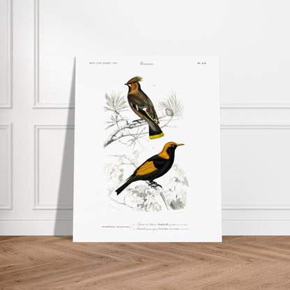 Gravure ancienne du Jaseur de Bohême et Séricule - Charles d'Orbigny. Planche d'illustration naturaliste du Dictionnaire Universel d'Histoire Naturelle de Charles d'Orbigny, présentant deux oiseaux : un Jaseur de Bohême et un oiseau aux couleurs vives, le second étant identifié comme un "Sericuler prince regent". Image d'illustration 6