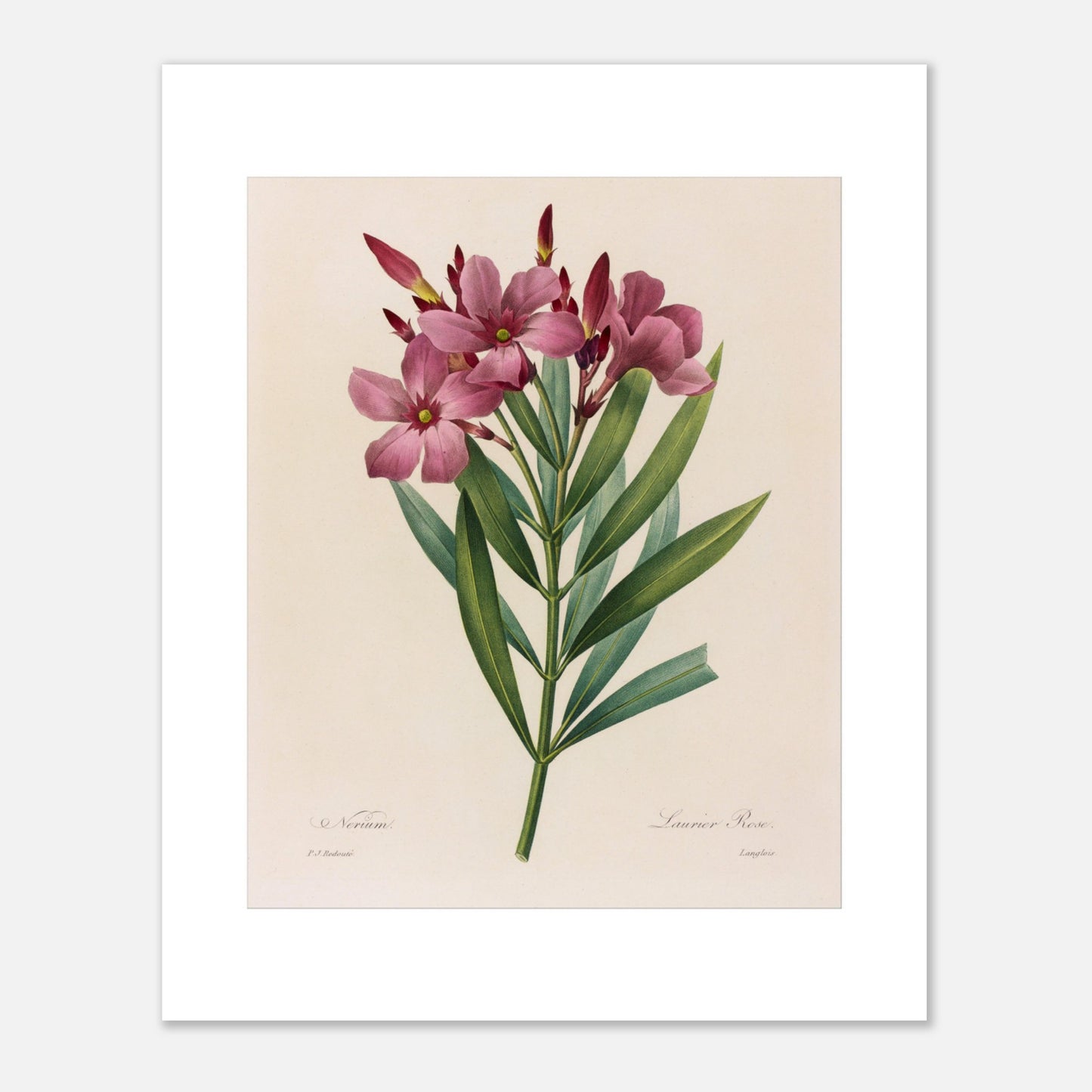Gravure ancienne Laurier Rose (Nerium Oleander) par Redouté (1827) (40x50 cm). Planche botanique de Pierre-Joseph Redouté présentant un bouquet de lauriers roses, avec plusieurs fleurs épanouies et des bourgeons, entourés de longues feuilles vertes.