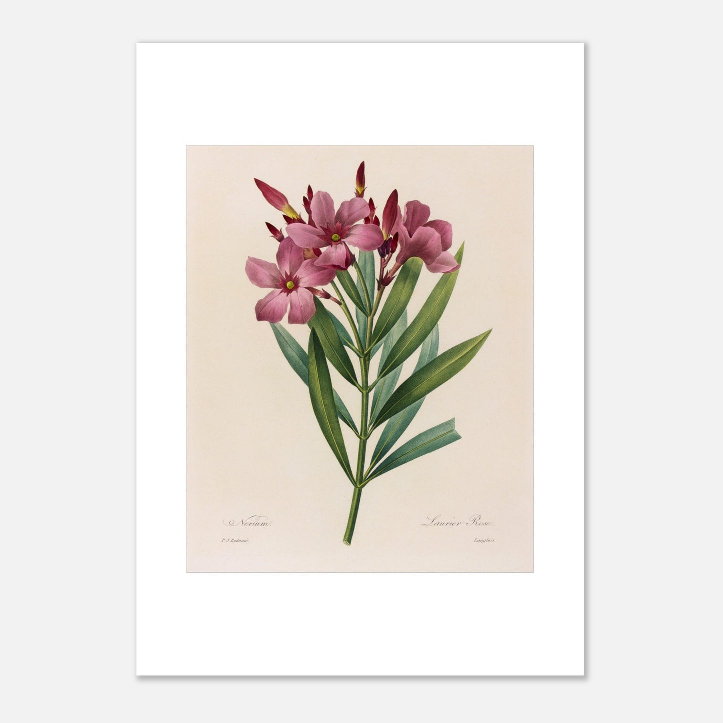 Gravure ancienne Laurier Rose (Nerium Oleander) par Redouté (1827) (42x59,4 cm (A2)). Planche botanique de Pierre-Joseph Redouté présentant un bouquet de lauriers roses, avec plusieurs fleurs épanouies et des bourgeons, entourés de longues feuilles vertes.
