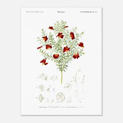 Gravure ancienne de la Leschenaultie élégante par Charles d'Orbigny (30x40 cm). Illustration botanique d'une plante ornée de fleurs rouge vif, avec des détails des fleurs et des feuilles.