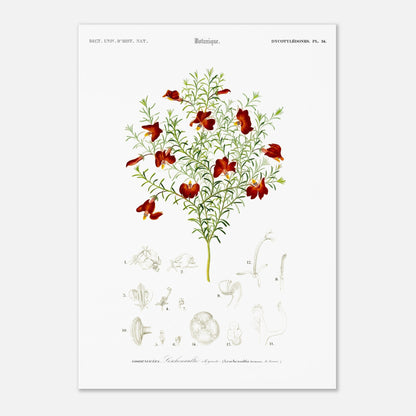 Gravure ancienne de la Leschenaultie élégante par Charles d'Orbigny (42x59,4 cm (A2)). Illustration botanique d'une plante ornée de fleurs rouge vif, avec des détails des fleurs et des feuilles.