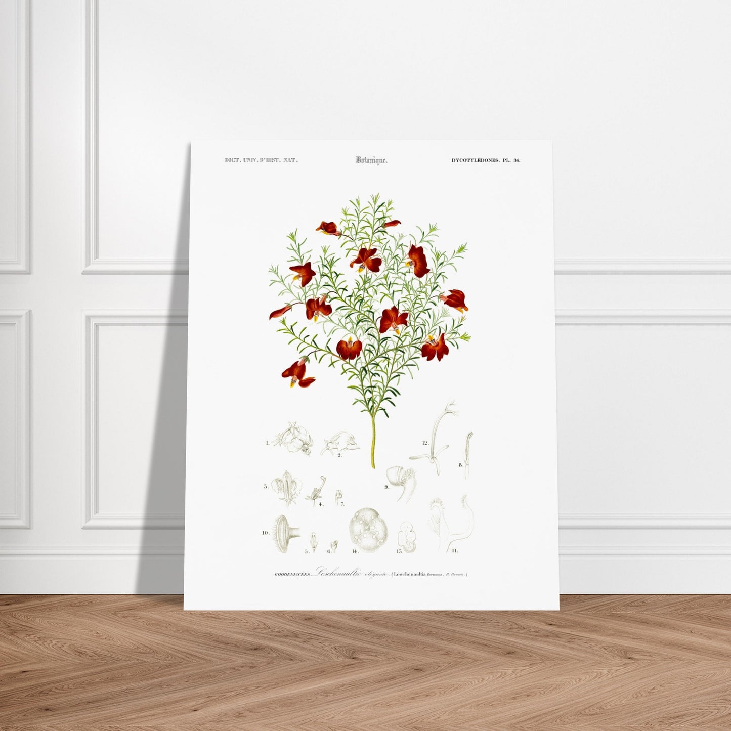 Gravure ancienne de la Leschenaultie élégante par Charles d'Orbigny. Illustration botanique d'une plante ornée de fleurs rouge vif, avec des détails des fleurs et des feuilles. Image d'illustration 5