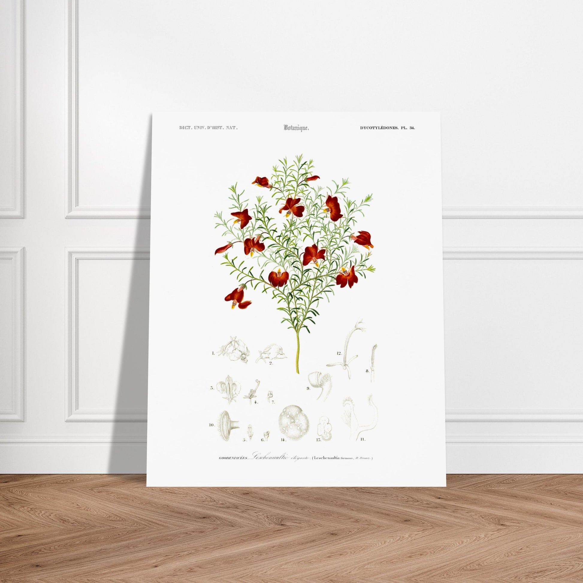 Gravure ancienne de la Leschenaultie élégante par Charles d'Orbigny. Illustration botanique d'une plante ornée de fleurs rouge vif, avec des détails des fleurs et des feuilles. Image d'illustration 5