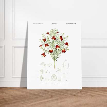 Gravure ancienne de la Leschenaultie élégante par Charles d'Orbigny. Illustration botanique d'une plante ornée de fleurs rouge vif, avec des détails des fleurs et des feuilles. Image d'illustration 5