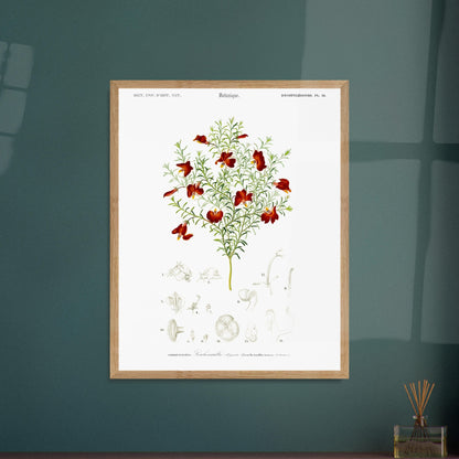 Gravure ancienne de la Leschenaultie élégante par Charles d'Orbigny. Illustration botanique d'une plante ornée de fleurs rouge vif, avec des détails des fleurs et des feuilles. Image d'illustration 6