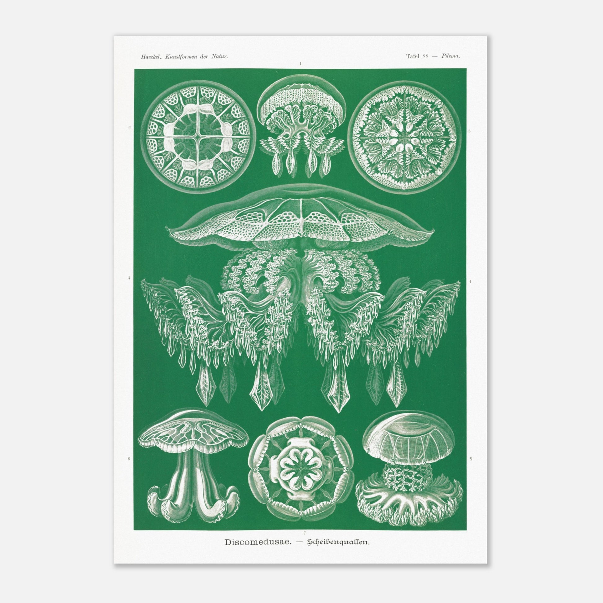 Gravure de Méduses Disques (Discomedusae) par Ernst Haeckel (29,7x42 cm (A3)). Gravure naturaliste du XIXe siècle par Ernst Haeckel, illustrant différentes méduses disques d'un blanc lumineux sur un fond vert.