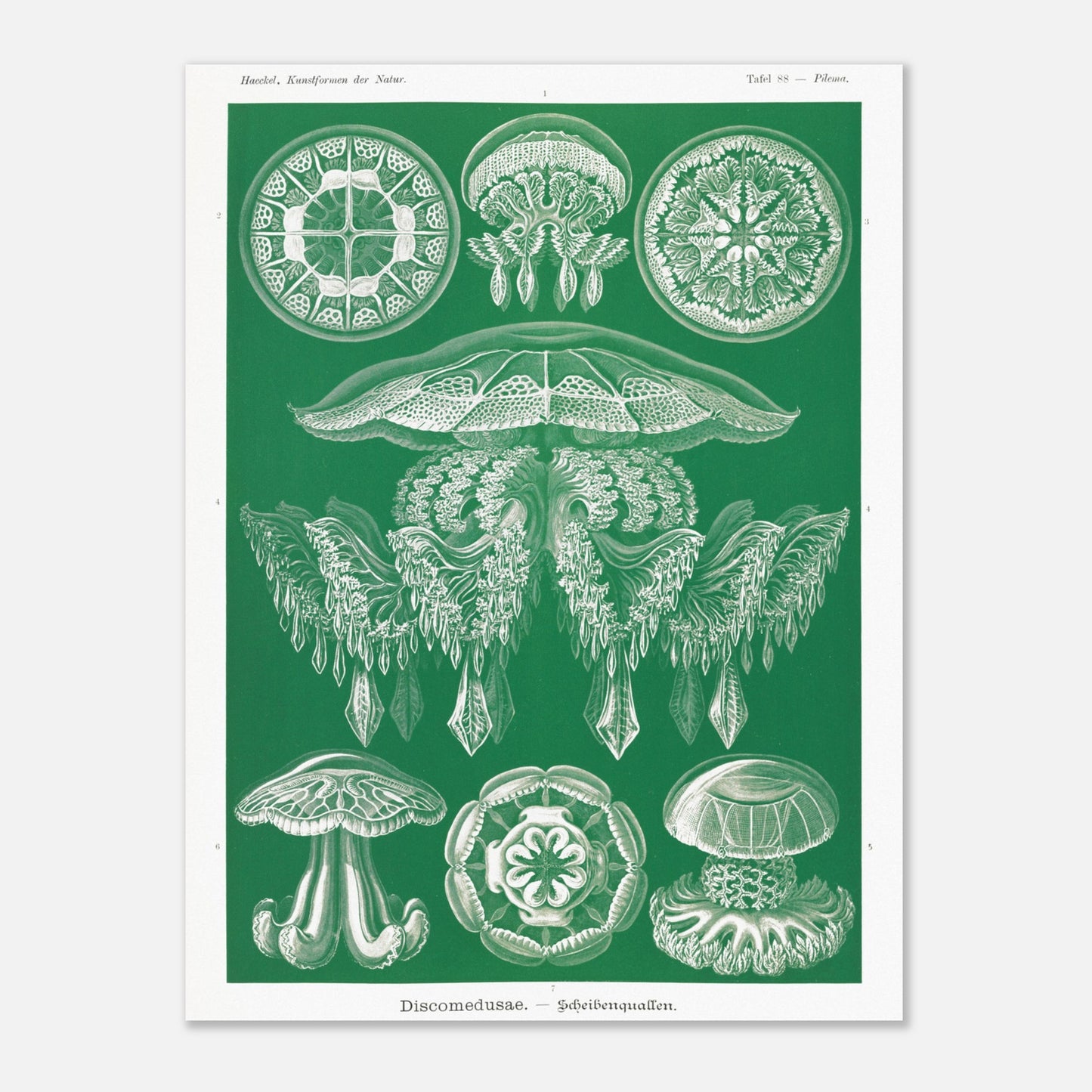 Gravure de Méduses Disques (Discomedusae) par Ernst Haeckel (30x40 cm). Gravure naturaliste du XIXe siècle par Ernst Haeckel, illustrant différentes méduses disques d'un blanc lumineux sur un fond vert.