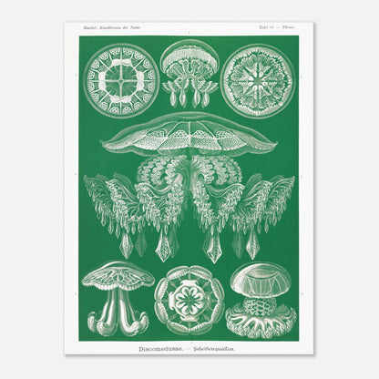 Gravure de Méduses Disques (Discomedusae) par Ernst Haeckel (30x40 cm). Gravure naturaliste du XIXe siècle par Ernst Haeckel, illustrant différentes méduses disques d'un blanc lumineux sur un fond vert.