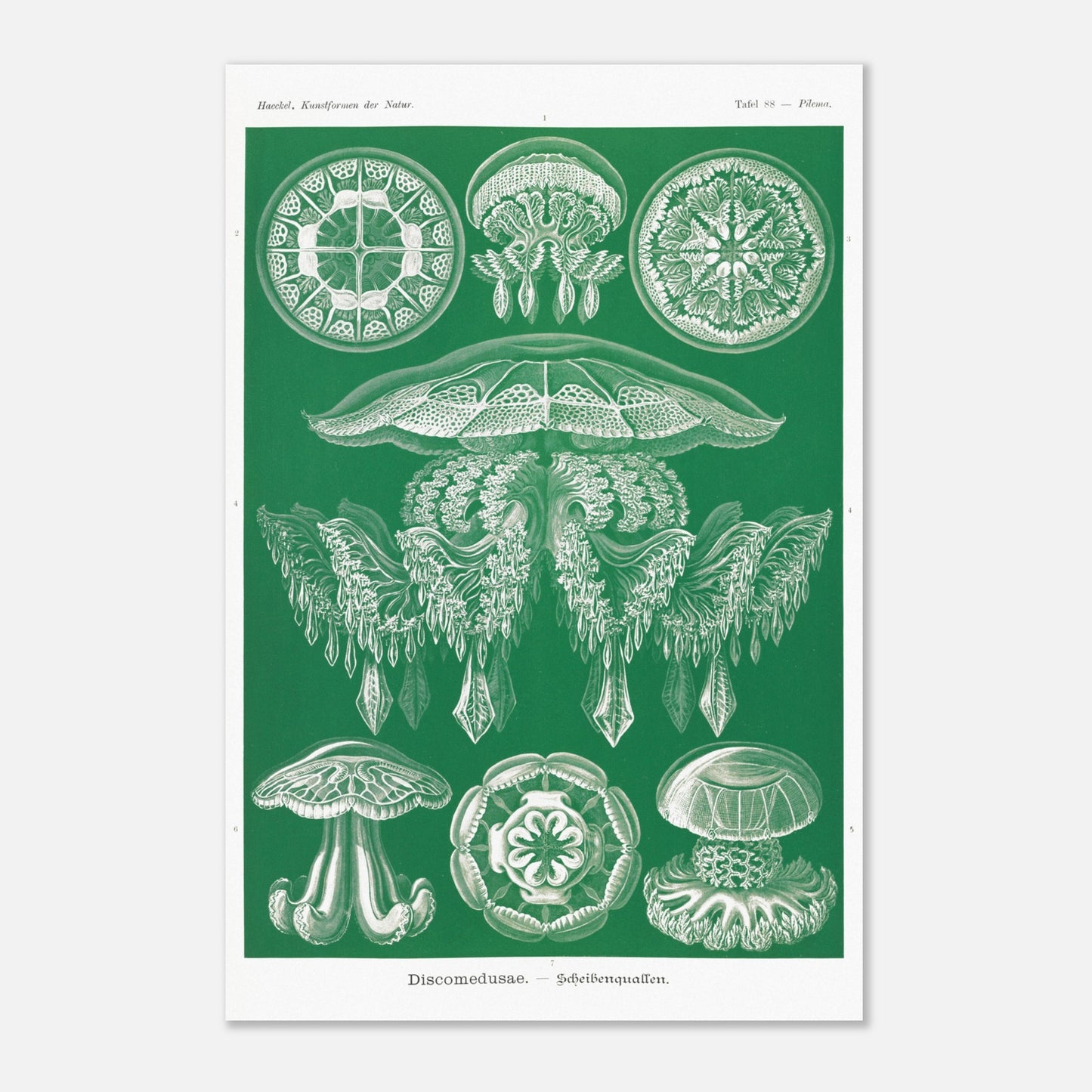 Gravure de Méduses Disques (Discomedusae) par Ernst Haeckel (40x60 cm). Gravure naturaliste du XIXe siècle par Ernst Haeckel, illustrant différentes méduses disques d'un blanc lumineux sur un fond vert.