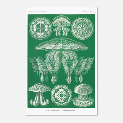 Gravure de Méduses Disques (Discomedusae) par Ernst Haeckel (40x60 cm). Gravure naturaliste du XIXe siècle par Ernst Haeckel, illustrant différentes méduses disques d'un blanc lumineux sur un fond vert.