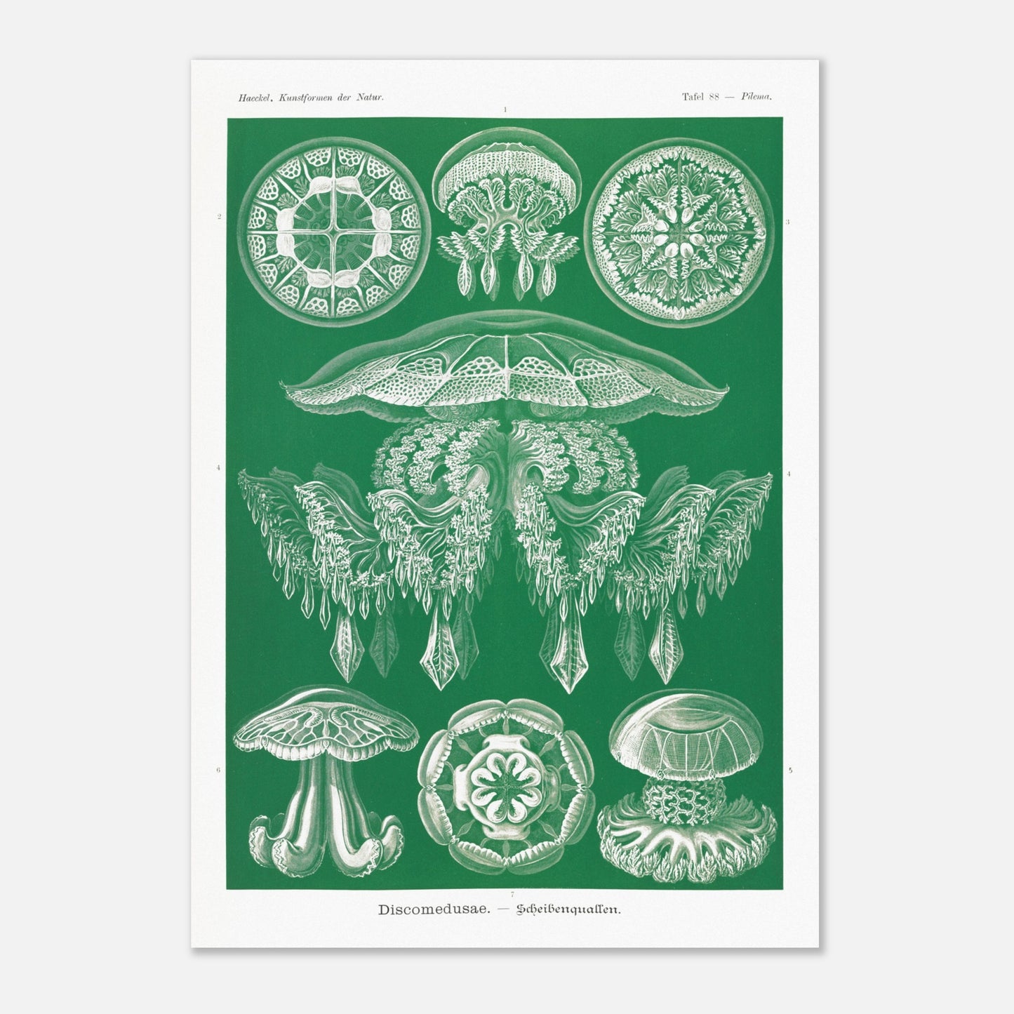 Gravure de Méduses Disques (Discomedusae) par Ernst Haeckel (42x59,4 cm (A2)). Gravure naturaliste du XIXe siècle par Ernst Haeckel, illustrant différentes méduses disques d'un blanc lumineux sur un fond vert.