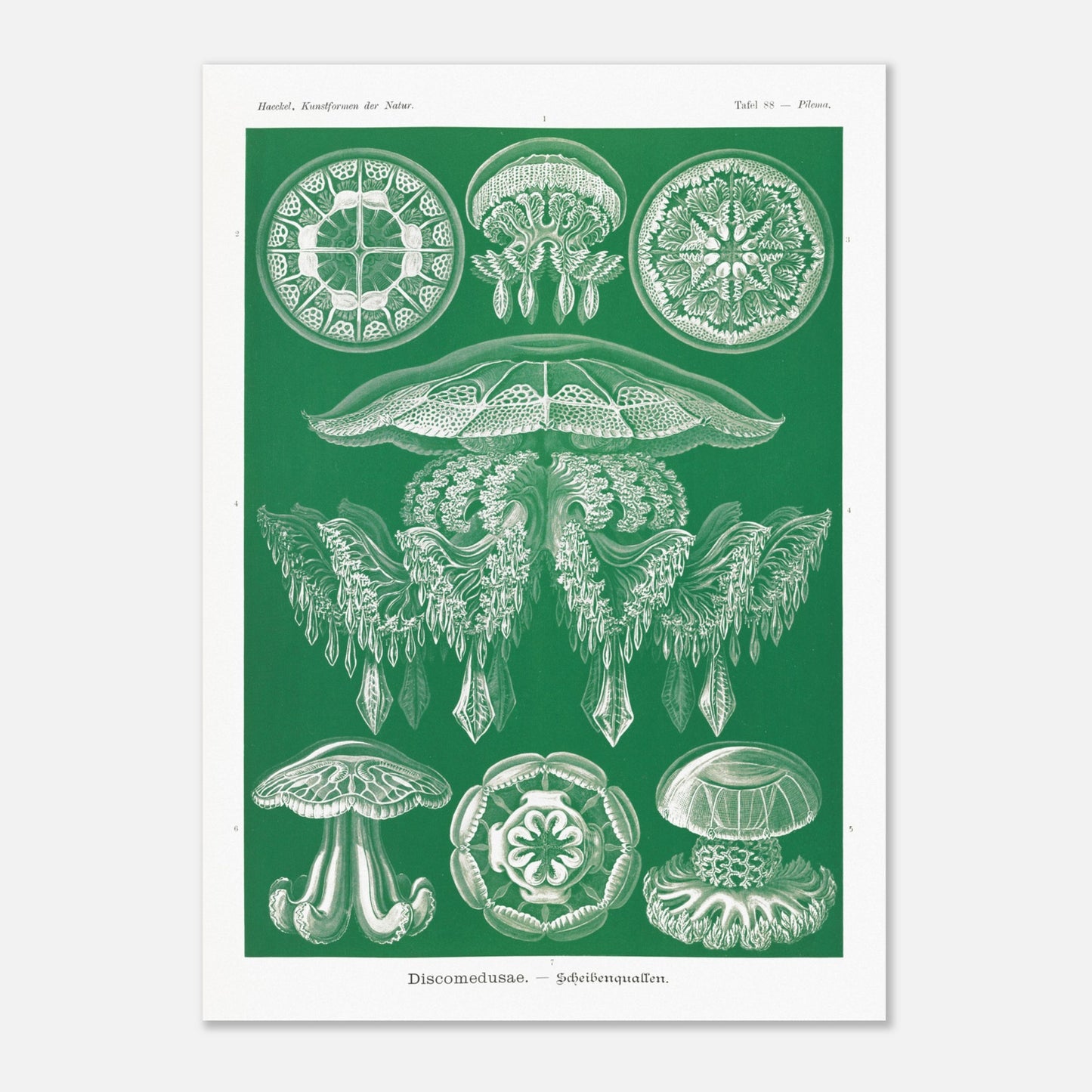 Gravure de Méduses Disques (Discomedusae) par Ernst Haeckel (50x70 cm). Gravure naturaliste du XIXe siècle par Ernst Haeckel, illustrant différentes méduses disques d'un blanc lumineux sur un fond vert.