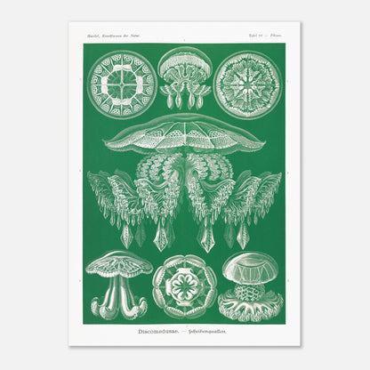 Gravure de Méduses Disques (Discomedusae) par Ernst Haeckel (50x70 cm). Gravure naturaliste du XIXe siècle par Ernst Haeckel, illustrant différentes méduses disques d'un blanc lumineux sur un fond vert.