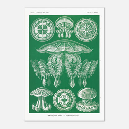 Gravure de Méduses Disques (Discomedusae) par Ernst Haeckel (59,4x84,1 cm (A1)). Gravure naturaliste du XIXe siècle par Ernst Haeckel, illustrant différentes méduses disques d'un blanc lumineux sur un fond vert.