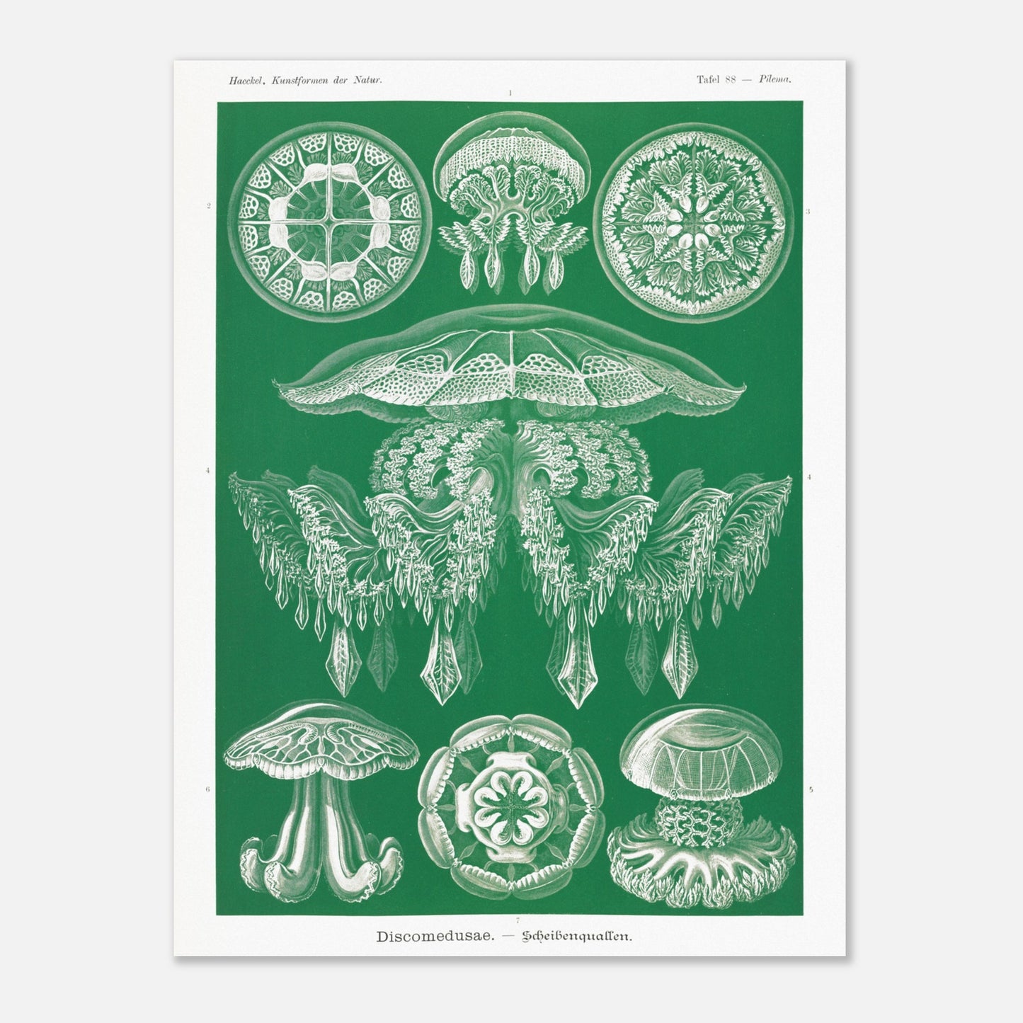 Gravure de Méduses Disques (Discomedusae) par Ernst Haeckel (60x80 cm). Gravure naturaliste du XIXe siècle par Ernst Haeckel, illustrant différentes méduses disques d'un blanc lumineux sur un fond vert.