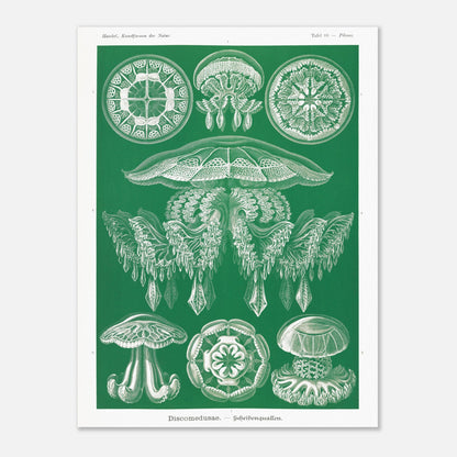 Gravure de Méduses Disques (Discomedusae) par Ernst Haeckel (60x80 cm). Gravure naturaliste du XIXe siècle par Ernst Haeckel, illustrant différentes méduses disques d'un blanc lumineux sur un fond vert.