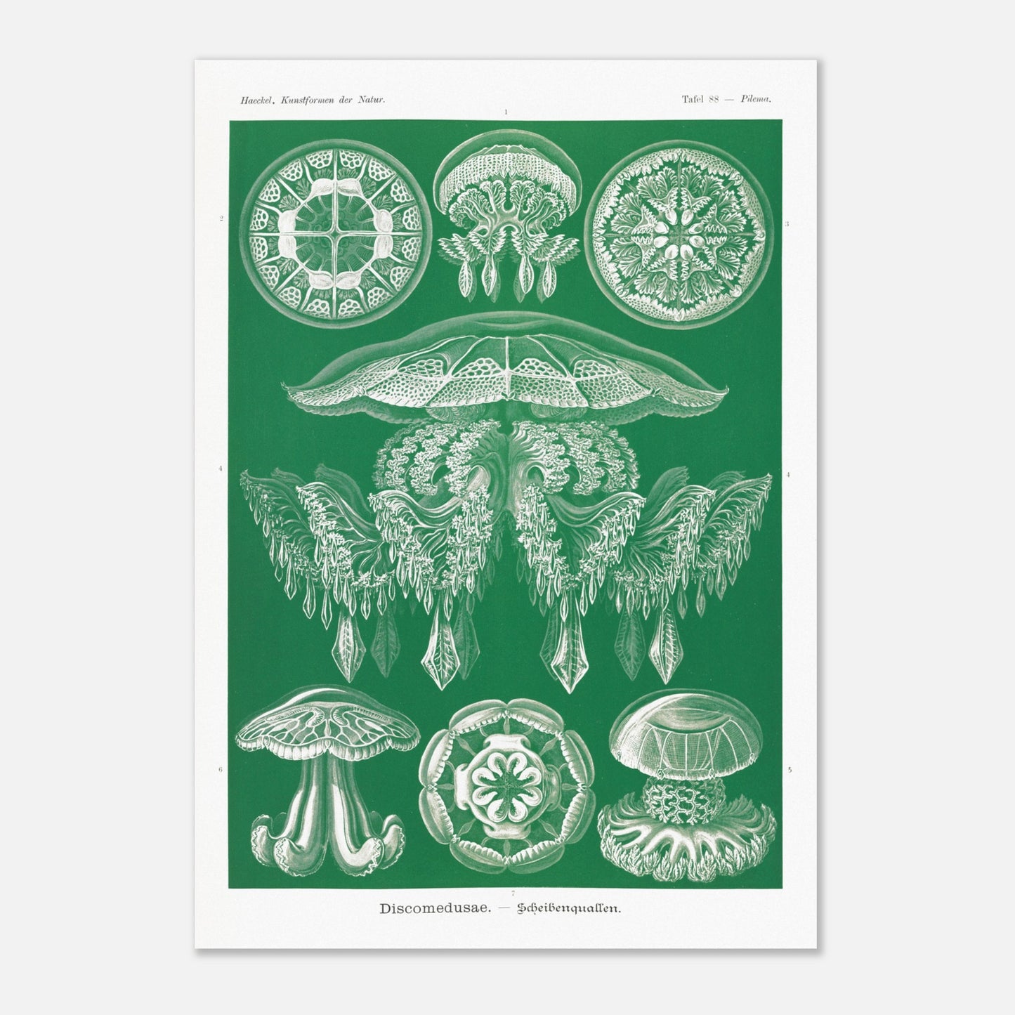 Gravure de Méduses Disques (Discomedusae) par Ernst Haeckel (70x100 cm). Gravure naturaliste du XIXe siècle par Ernst Haeckel, illustrant différentes méduses disques d'un blanc lumineux sur un fond vert.