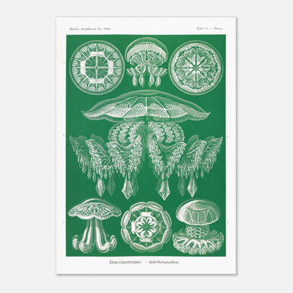Gravure de Méduses Disques (Discomedusae) par Ernst Haeckel (70x100 cm). Gravure naturaliste du XIXe siècle par Ernst Haeckel, illustrant différentes méduses disques d'un blanc lumineux sur un fond vert.