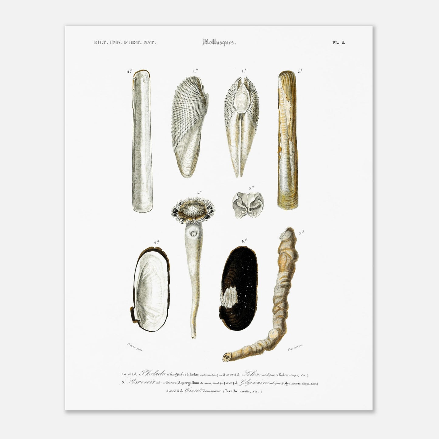 Gravure ancienne de mollusques : Arrosoir de Java et Tarets (40x50 cm). Planche de mollusques du XIXe siècle illustrant diverses espèces de coquillages et leurs formes.
