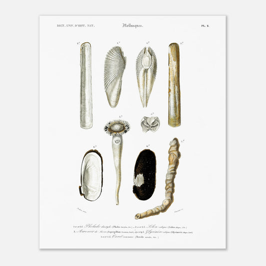 Gravure ancienne de mollusques : Arrosoir de Java et Tarets (40x50 cm). Planche de mollusques du XIXe siècle illustrant diverses espèces de coquillages et leurs formes.