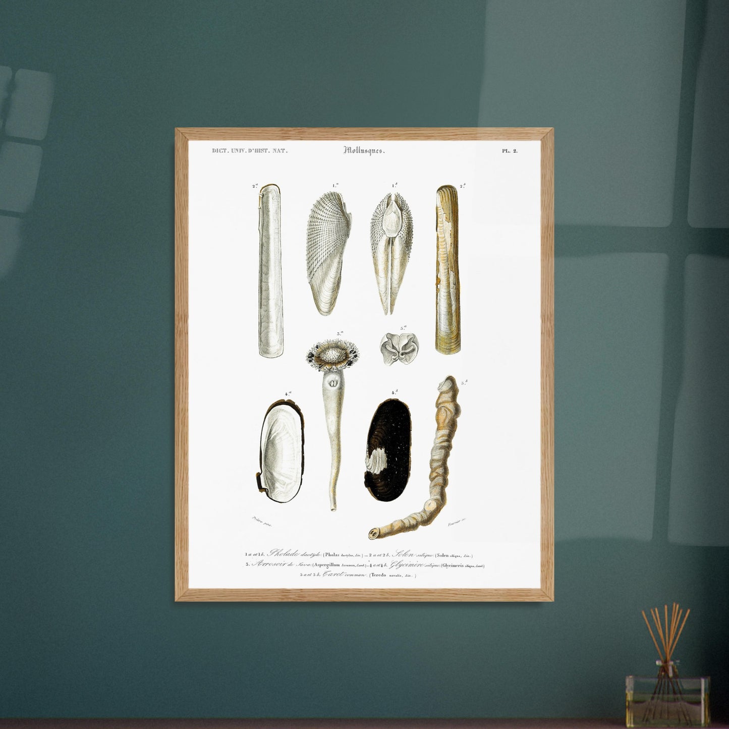 Gravure ancienne de mollusques : Arrosoir de Java et Tarets. Planche de mollusques du XIXe siècle illustrant diverses espèces de coquillages et leurs formes. Image d'illustration 6