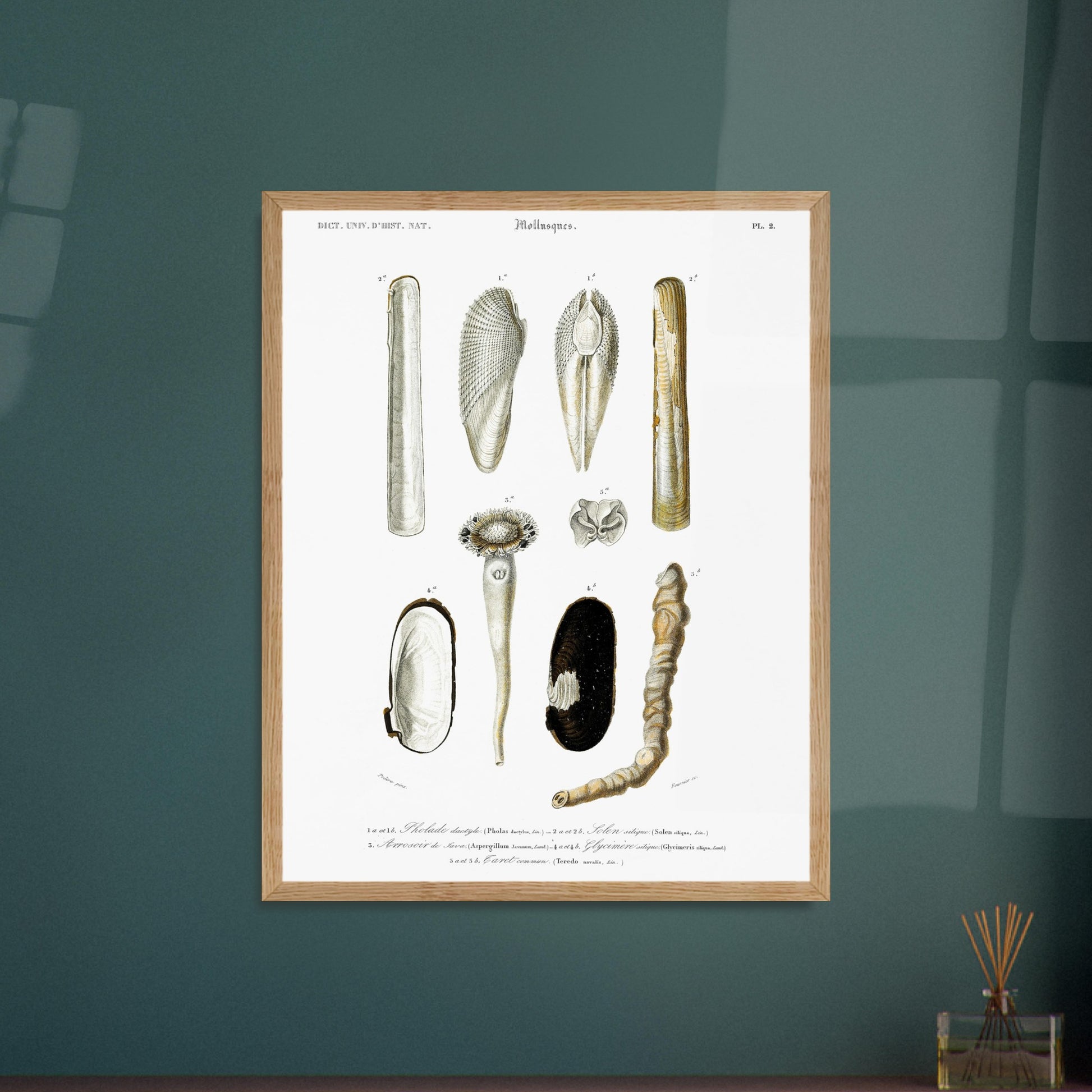 Gravure ancienne de mollusques : Arrosoir de Java et Tarets. Planche de mollusques du XIXe siècle illustrant diverses espèces de coquillages et leurs formes. Image d'illustration 6