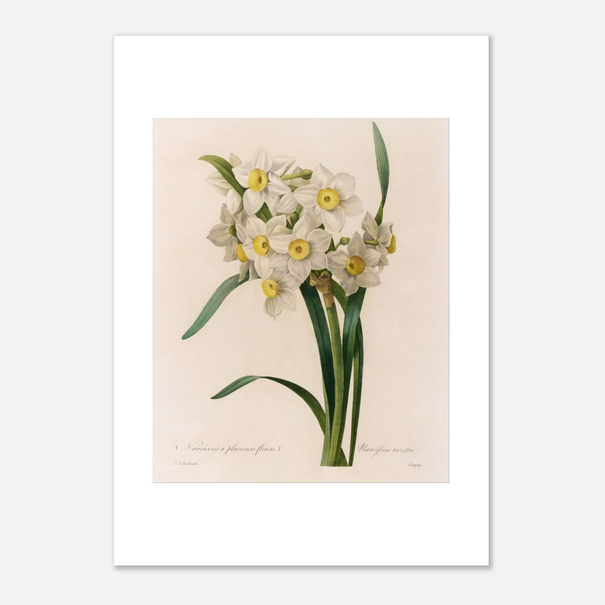Gravure botanique Narcissus tazetta par Pierre-Joseph Redouté (1827) (21x29,7 cm (A4)). Planche botanique ancienne par Pierre-Joseph Redouté illustrant le Narcisse à plusieurs fleurs, variété Narcissus tazetta, avec des fleurs blanches à cœur jaune et un feuillage vert.