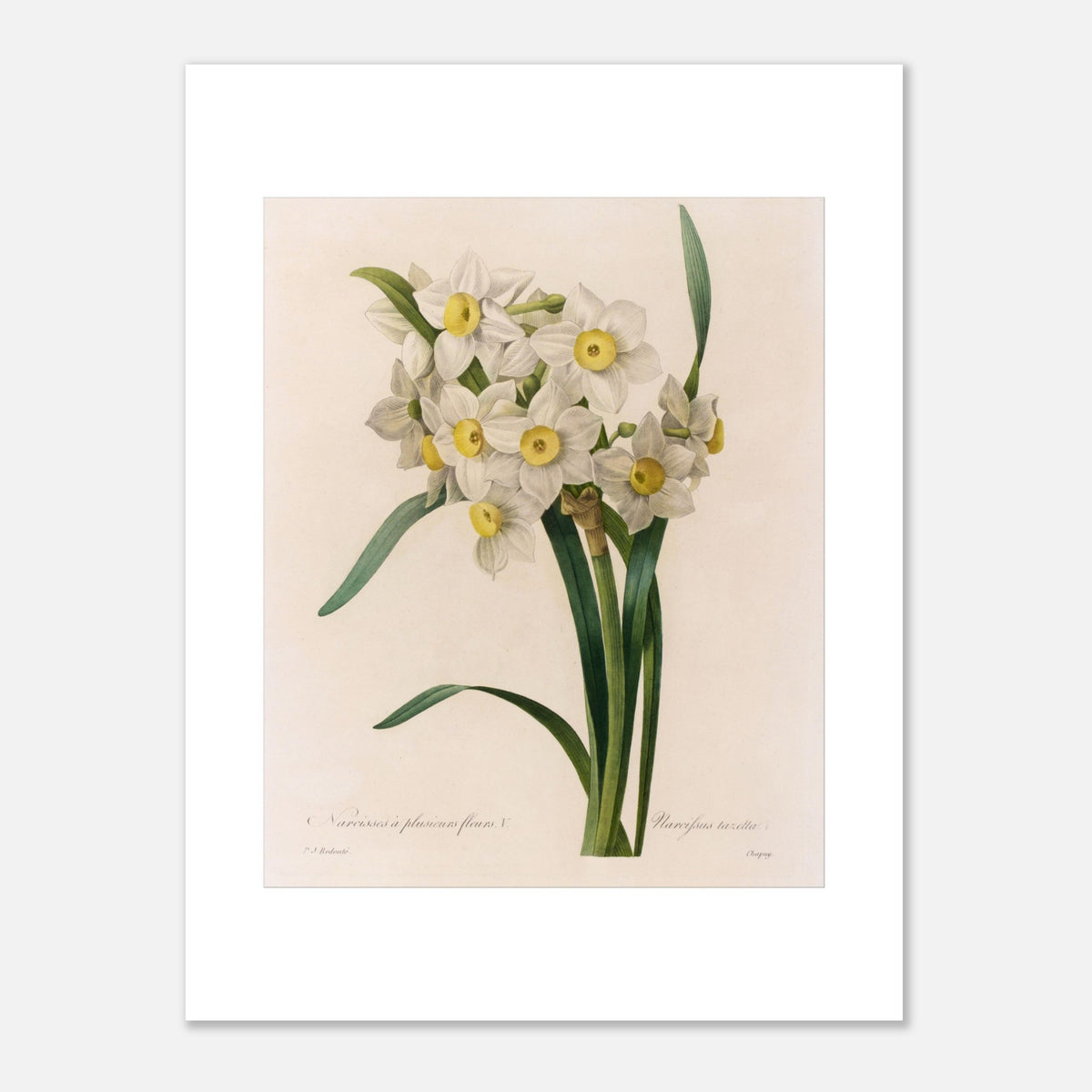 Gravure botanique Narcissus tazetta par Pierre-Joseph Redouté (1827) (30x40 cm). Planche botanique ancienne par Pierre-Joseph Redouté illustrant le Narcisse à plusieurs fleurs, variété Narcissus tazetta, avec des fleurs blanches à cœur jaune et un feuillage vert.