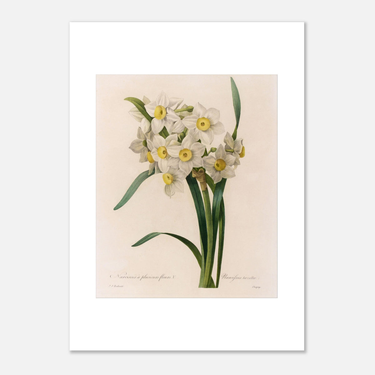 Gravure botanique Narcissus tazetta par Pierre-Joseph Redouté (1827) (50x70 cm). Planche botanique ancienne par Pierre-Joseph Redouté illustrant le Narcisse à plusieurs fleurs, variété Narcissus tazetta, avec des fleurs blanches à cœur jaune et un feuillage vert.