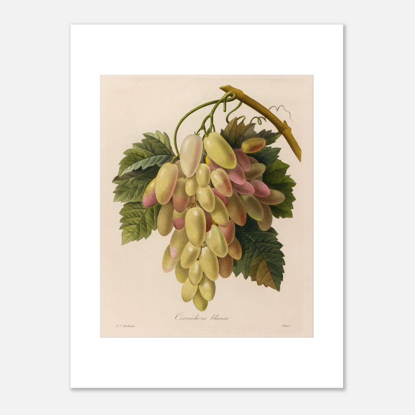 Gravure naturaliste ancienne Cornichons Blancs par Pierre-Joseph Redouté (30x40 cm). Planche botanique ancienne de Pierre-Joseph Redouté représentant une grappe de cornichons blancs et roses sur une branche avec des feuilles vertes.