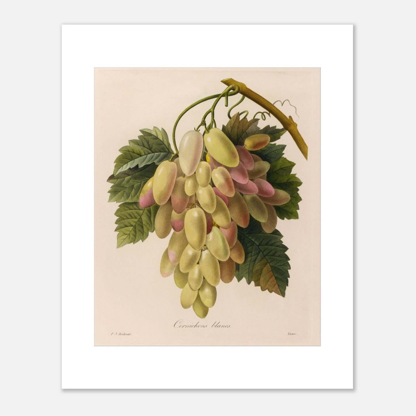 Gravure naturaliste ancienne Cornichons Blancs par Pierre-Joseph Redouté (40x50 cm). Planche botanique ancienne de Pierre-Joseph Redouté représentant une grappe de cornichons blancs et roses sur une branche avec des feuilles vertes.