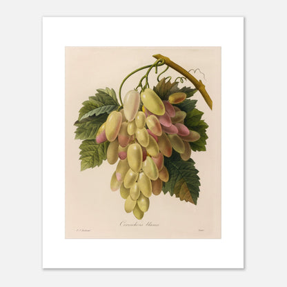 Gravure naturaliste ancienne Cornichons Blancs par Pierre-Joseph Redouté (40x50 cm). Planche botanique ancienne de Pierre-Joseph Redouté représentant une grappe de cornichons blancs et roses sur une branche avec des feuilles vertes.