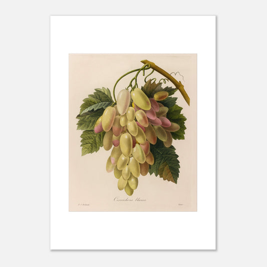 Gravure naturaliste ancienne Cornichons Blancs par Pierre-Joseph Redouté (42x59,4 cm (A2)). Planche botanique ancienne de Pierre-Joseph Redouté représentant une grappe de cornichons blancs et roses sur une branche avec des feuilles vertes.