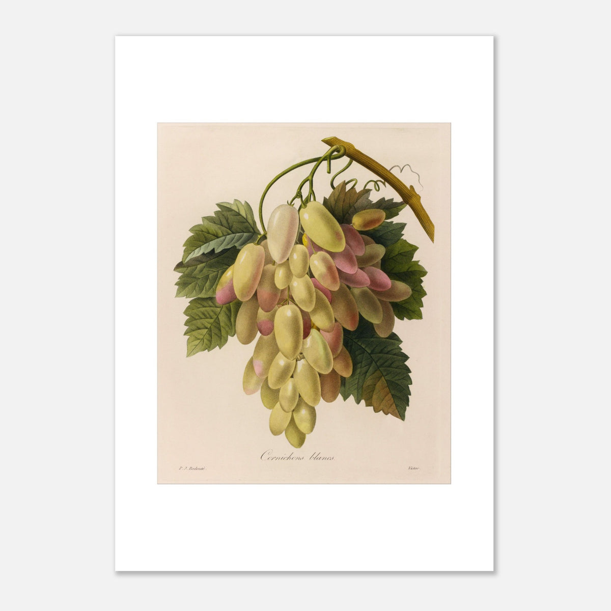 Antica incisione naturalistica Cetriolini Bianchi di Pierre-Joseph Redouté (42x59,4 cm (A2)). Antica tavola botanica di Pierre-Joseph Redouté raffigurante un grappolo di cetriolini bianchi e rosa su un ramo con foglie verdi.