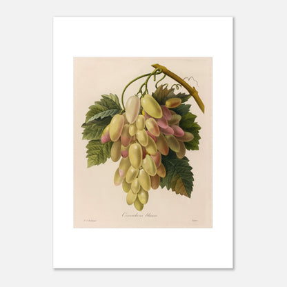 Gravure naturaliste ancienne Cornichons Blancs par Pierre-Joseph Redouté (50x70 cm). Planche botanique ancienne de Pierre-Joseph Redouté représentant une grappe de cornichons blancs et roses sur une branche avec des feuilles vertes.