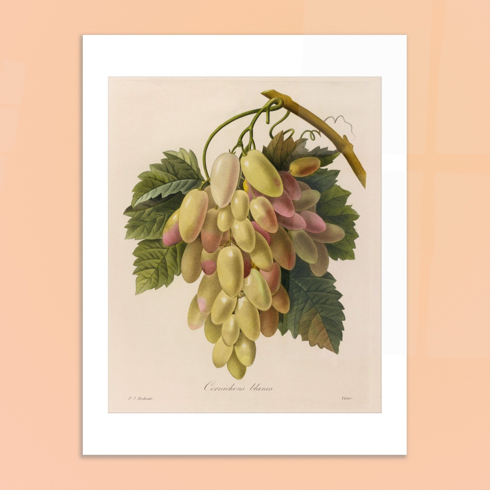 Gravure naturaliste ancienne Cornichons Blancs par Pierre-Joseph Redouté. Planche botanique ancienne de Pierre-Joseph Redouté représentant une grappe de cornichons blancs et roses sur une branche avec des feuilles vertes. Image d'illustration 6